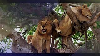 Visit Queen Elizabeth National Park One of Ugandas biggest tourist gems [upl. by Dall685]