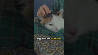 Why Do Cats Purr The Truth Revealed [upl. by Oknuj]