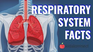 Respiratory System Facts  Anatomy of the Lungs amp Breathing for Kids [upl. by Latia]