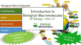 Introduction to Biological Macromolecules  AP Biology 13 [upl. by Toma]