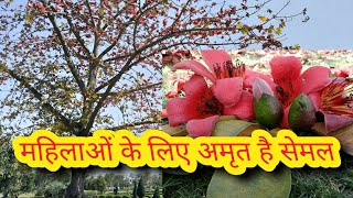 सेमल वृक्ष है एक अद्भुत औषधि  सेमर सेमलो मोचरस Semal Semar [upl. by Daune]