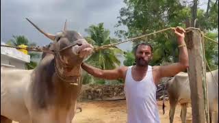 Fanstic hallikar stud bull belongs to siddaraju Menaseganahalli Channapattana Ramanagara [upl. by Nnayr]