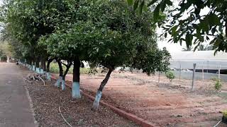 Regional fruit research centre Vengurla [upl. by Nirrep]