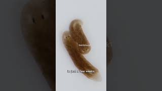 Hammerhead Worm  Are They Immortal animalfacts [upl. by Nwatna]