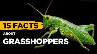 15 Fascinating Facts About Grasshoppers [upl. by Ellehsram]