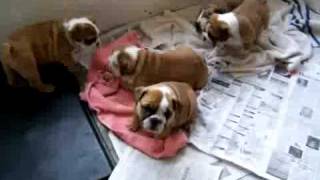 8 weeks old english bulldog Puppies for adoption [upl. by Norrabal76]