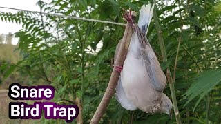 How To Make Creative Easy Bird Trap From Sticks That Works 100 Perch Snare TrapDIY Bird Trap [upl. by Llerot942]