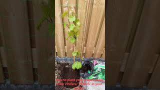 How to plant your grapes plant Vitis Vinifera quotVENUSquot in your garden [upl. by Aivatan874]