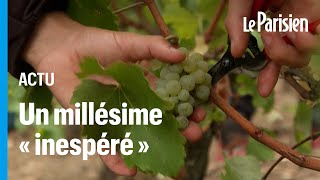 Dans le Bordelais des vendanges «extrêmement précoces» à cause des fortes chaleurs [upl. by Tnias533]