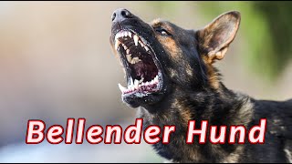 Bellender Hund  Hunde bellen [upl. by Llieno]