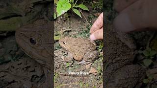 🐸Catching a frog wants to laugh  Catch a frog for funfunny frog bigfrogs frog 009 [upl. by Balthasar]