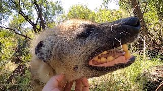 Learn about Spotted Hyenas with Kevin Richardson  The Lion Whisperer [upl. by Nosmirc]