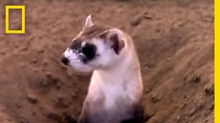 Black Footed Ferrets  National Geographic [upl. by Aciretehs]