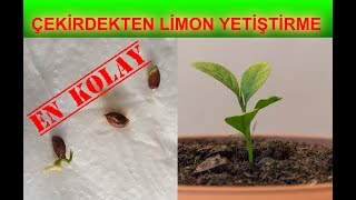 Çekirdekten Limon Yetiştirme [upl. by Orthman]