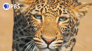 Young Leopard Learns How to Successfully Hunt [upl. by Sheeb]