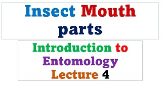 Insect mouthparts  Lecture 4 [upl. by Thayne]