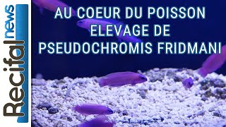 Au Coeur Du Poisson  élever Pseudochromis fridmani [upl. by Bain]