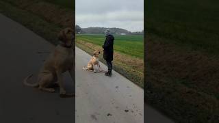 Training mit Broholmer Ary broholmer hundetraining [upl. by Artined]