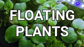 Floating Plant Care Guide  Which Is Best For You [upl. by Labanna]