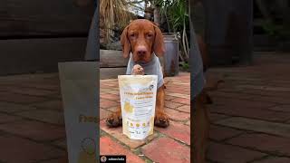 Review of Healthy Active Pet Freeze Dried Dog Food [upl. by Laure801]