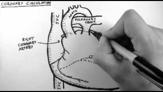 Coronary Circulation [upl. by Anica]