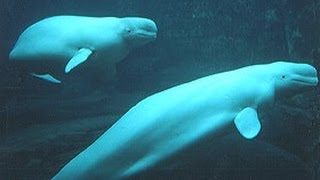 Beluga whales Delphinapterus leucas  underwater sounds [upl. by Aneetak681]