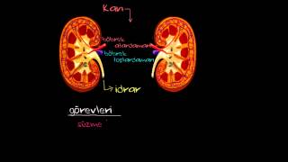 Böbrek Fonksiyonu ve Anatomisi Sağlık ve Tıp [upl. by Melantha]