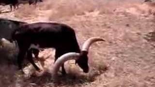 AnkoleWatusi Cattle [upl. by Hollerman]