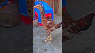 See how beautiful the chickens wings areviralvideo chikens shorts [upl. by Ynatterb732]