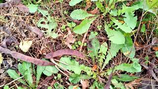 Livestock eating honey locust pods [upl. by Eliseo]