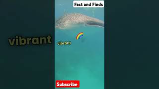 Worlds largest sea Largest sea in the world largestsea facts shorts youtube youtubeshorts [upl. by Ahgiela]