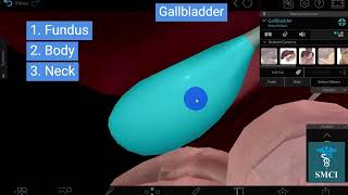 Gallbladder  Dimensions of Gallbladder  Fundus and Body of Gallbladder and Relations [upl. by Gnik]