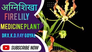 कलिहारी कोल्चोकेसी  Fire flame lily glory lily climbinglily creping lilytiger cla Medicine [upl. by Neih]