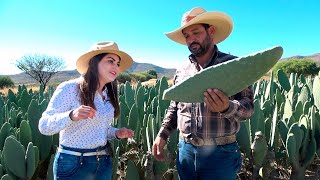 NOPAL para GANADO  ALMA Coronel [upl. by Neenaej]