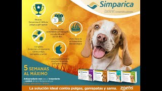 Simparica y su eficacia en sarna [upl. by Care]