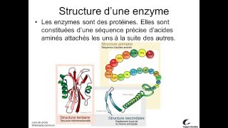 Activité enzymatique 1 [upl. by Ekle663]