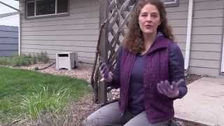 Colder Climates How to Prune English Lavender in Spring [upl. by Okorih]