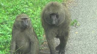 Olive Baboon Kibale National Park Uganda [upl. by Eirrac838]