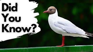 Facts you should know about BLACK HEADED GULLS [upl. by Skiest201]