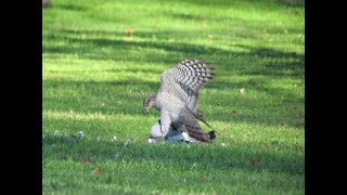 Gallo defiende a gallina de ataque de gavilán [upl. by Watson]