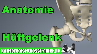 Anatomie Hüftgelenk  Wichtig für BLizenz Prüfung [upl. by Rika]