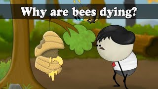 Why are honey bees dying  aumsum kids science education children [upl. by Samira957]