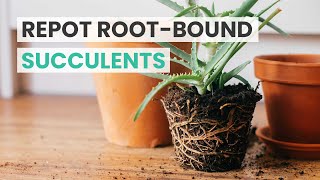 REPOTTING TIPS  HOW TO REPOT ROOTBOUND SUCCULENTS  REPOT SUCCULENTS [upl. by Anuqahs721]