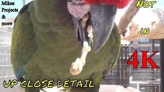 Military Macaw Regurgitates Close Up [upl. by Symer]