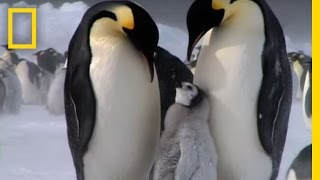 Penguin Parent Patrol  National Geographic [upl. by Ailec]