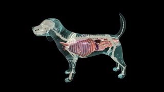 Glass Dog Anatomy [upl. by Nyladnohr]