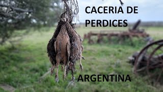 Cacería de perdices en Argentina Caza Menor Slow Motion Partridge Hunting Wing Shooting [upl. by Aehtna]