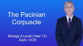 A Level Biology Revision Year 13 quotThe Pacinian Corpusclequot [upl. by Delahk458]