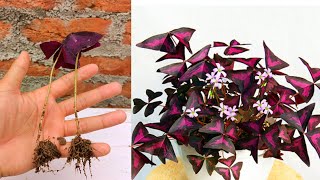 Oxalis traingularis Propagation from single leaf in simple way  How to grow oxalis traingularis [upl. by Legge]