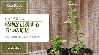 【いまさら聞けない】植物が徒長する５つの原因 [upl. by Weil]